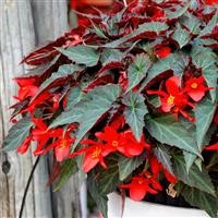 Begonia Summerwings 'Dark Elegance' (P)