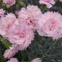 Dianthus Scent First 'Candy Floss' (P)