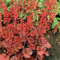 Heuchera 'Cherry Cola' (P)