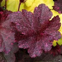 Heuchera 'Midnight Rose' (VR)