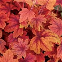 Heucherella 'Sweet Tea' (P)