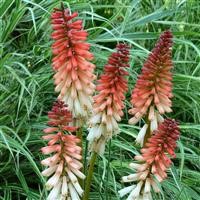 Kniphofia 'Orange Vanilla Popsicle' (P)