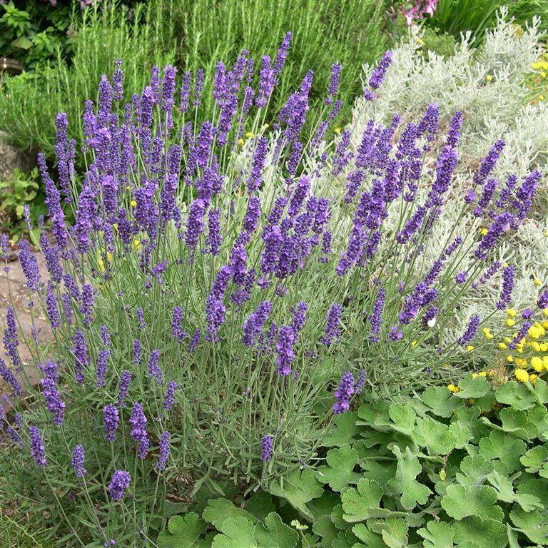 Hidcote Lavender Feeding Garden Plant