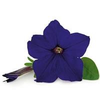 Petunia Veranda 'Dark Blue' (P)