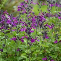 Salvia Vibe Ignition Purple (P)