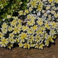 Sedum spathulifolium 'Cape Blanco'