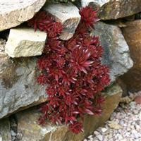 Sempervivum tectorum 'Rubin'