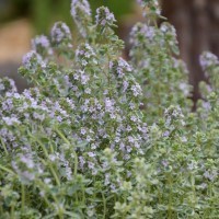 Thyme 'Sparkling Bright' (P)
