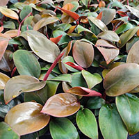 Philodendron 'Red Congo' %
