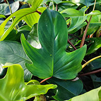 Philodendron 'Florida' %