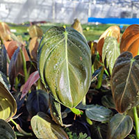 Philodendron 'Melanochrysum' %