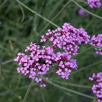 Verbena bonariensis