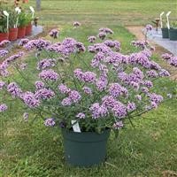 Verbena bonariensis 'Lollipop' (P)