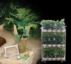 Wollemi Pine Retail Product