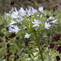 Agapanthus africanus 'Big Blue'