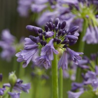 Agapanthus Everpanthus 'Poppin' Purple' (P)