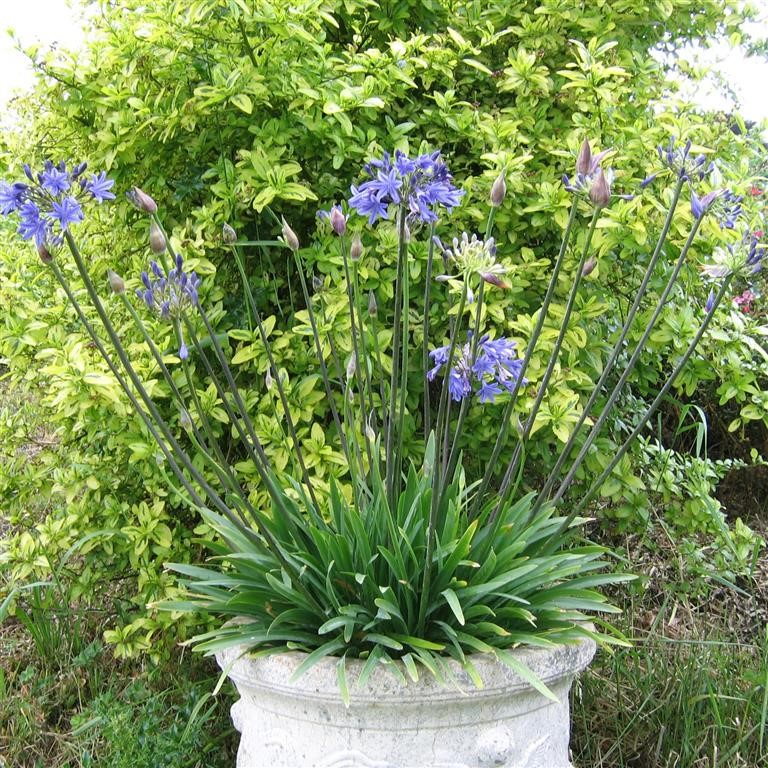 Lapis outlet lazuli flower