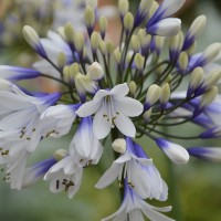 Agapanthus 'Twister' (P)