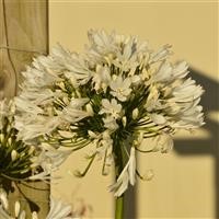 Agapanthus africanus 'White'