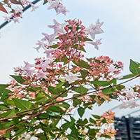 Abelia grandiflora