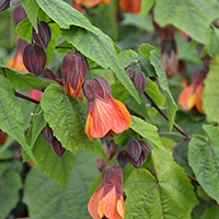 Abutilon 'Orange Hot Lava'
