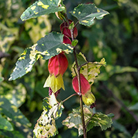 Abutilon x milleri 'Variegatum'