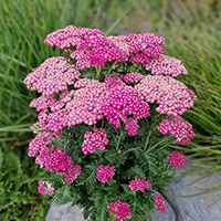 Achillea millefolium Color Burst 'Rose' (P)
