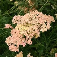 Achillea millefolium 'Salmon Beauty'