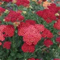 Achillea millefolium 'Strawberry Seduction' (P)