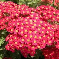 Achillea millefolium 'The Beacon'