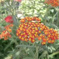 Achillea millefolium 'Walter Funcke'