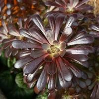 Aeonium arboreum 'Schwarzkopff'