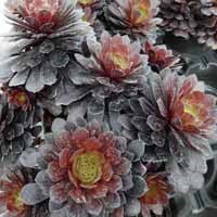 Aeonium arboreum 'Tip Top'