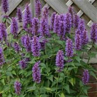 Agastache 'Blue Boa' (P)