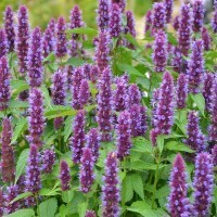 Agastache 'Beelicious Purple' (P)