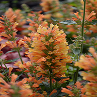 Agastache 'Peach Pearl' (P)
