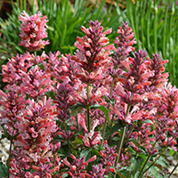 Agastache 'Pink Pearl' (P)