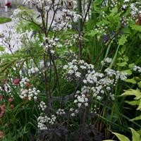 Anthriscus sylvestris 'Ravenswing'