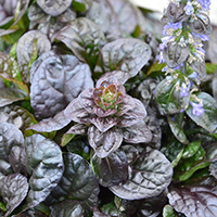 Ajuga Best Buddies 'Espresso' (P)