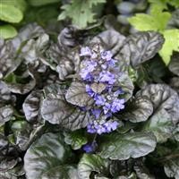 Ajuga 'Black Scallop' (P)