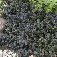 Ajuga 'Chocolate Chip' (VR/CB)