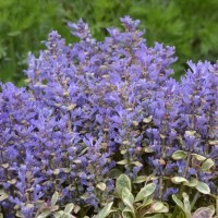 Ajuga tenorii 'Princess Nadia' (P)