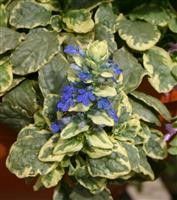 Ajuga reptans 'Variegata'