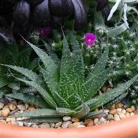 Aloe aristata