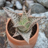 Aloe 'White Ovate'