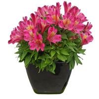 Alstroemeria Inca 'Goal' (P)