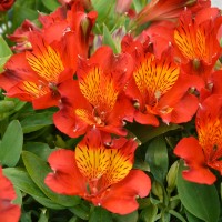 Alstroemeria Inca 'Holland' (P)