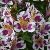 Alstroemeria Inca 'Magic' (P)