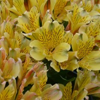 Alstroemeria Inca 'Rio' (P)