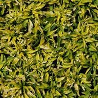 Alternanthera leh. 'O - Yellow-Green Betti'